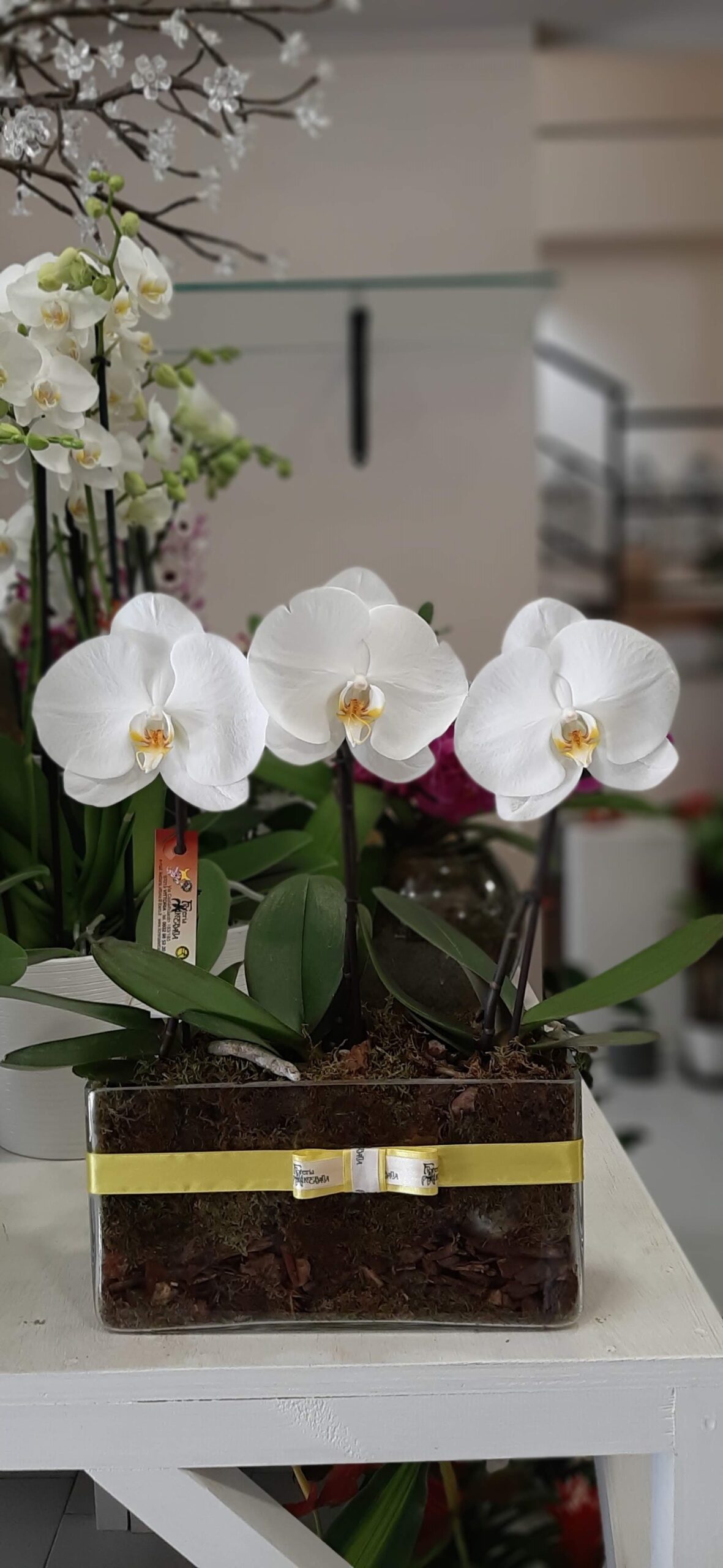 Composizione di Orchidee monofiore in vaso in vetro – COMETA